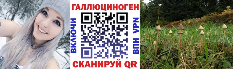 Купить закладки  Буйнакск  Галлюциногенные грибы GOLDEN TEACHER 